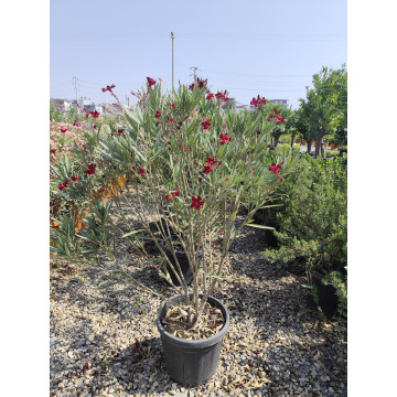 Toprak Botanik Peyzaj Ürünleri