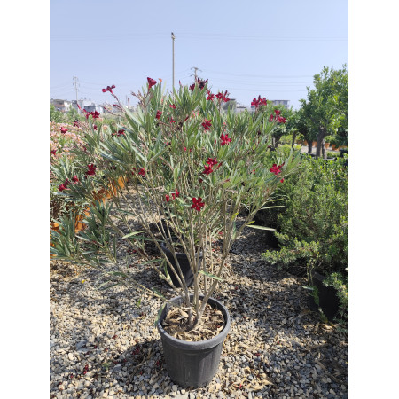 Toprak Botanik Peyzaj Ürünleri