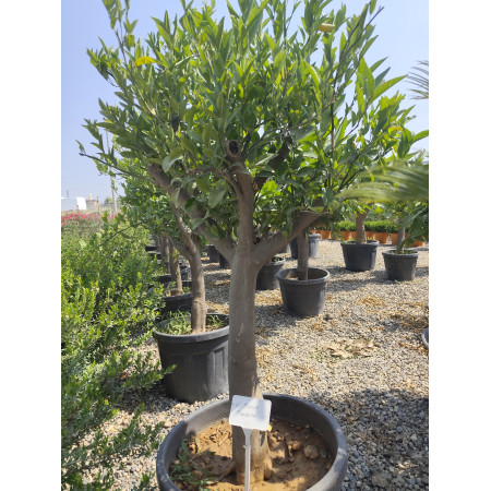 Toprak Botanik Peyzaj Ürünleri