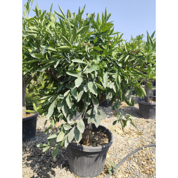 Toprak Botanik Peyzaj Ürünleri