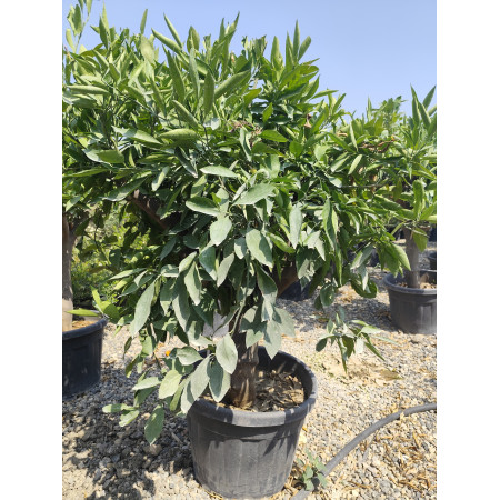 Toprak Botanik Peyzaj Ürünleri