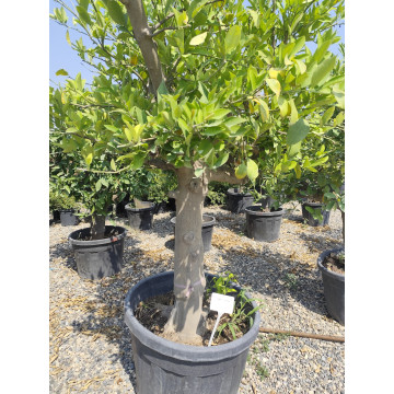 Toprak Botanik Peyzaj Ürünleri