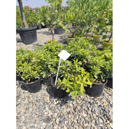 Toprak Botanik Peyzaj Ürünleri