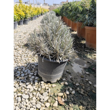 Toprak Botanik Peyzaj Ürünleri