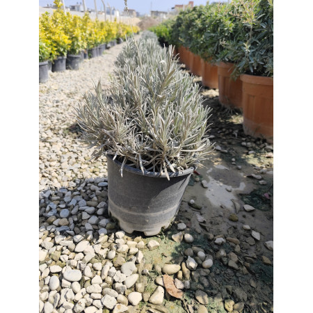 Toprak Botanik Peyzaj Ürünleri