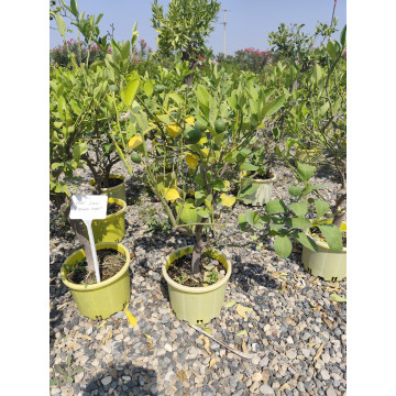 Toprak Botanik Peyzaj Ürünleri