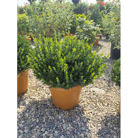 Toprak Botanik Peyzaj Ürünleri