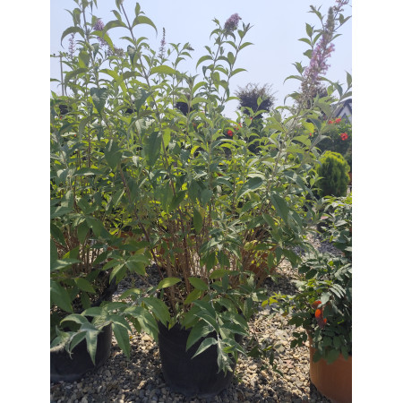 Toprak Botanik Peyzaj Ürünleri