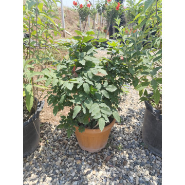 Toprak Botanik Peyzaj Ürünleri