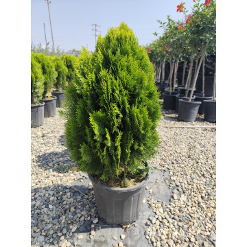 Toprak Botanik Peyzaj Ürünleri