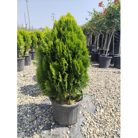 Toprak Botanik Peyzaj Ürünleri