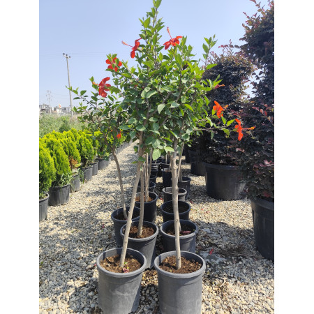 Toprak Botanik Peyzaj Ürünleri