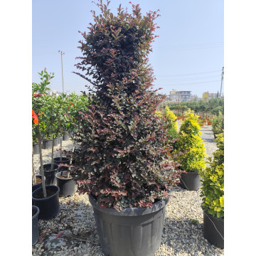 Toprak Botanik Peyzaj Ürünleri