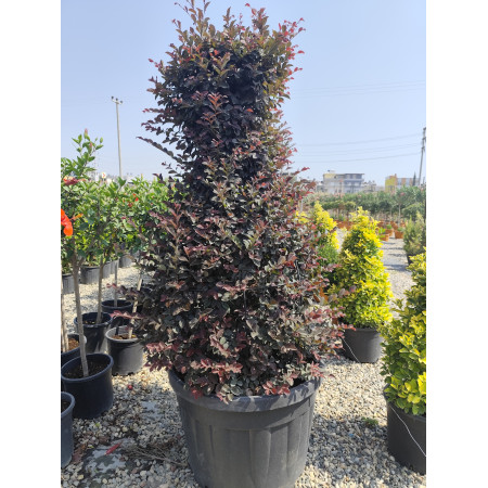 Toprak Botanik Peyzaj Ürünleri