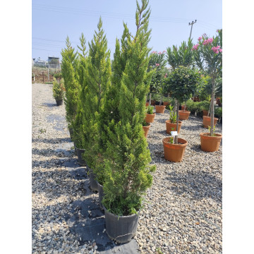 Toprak Botanik Peyzaj Ürünleri