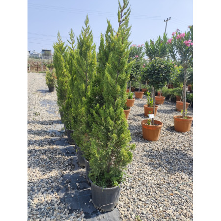 Toprak Botanik Peyzaj Ürünleri