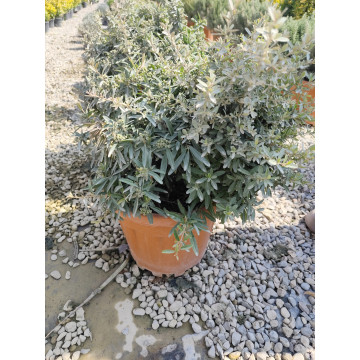 Toprak Botanik Peyzaj Ürünleri