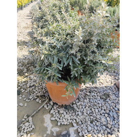 Toprak Botanik Peyzaj Ürünleri