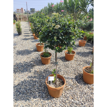 Toprak Botanik Peyzaj Ürünleri