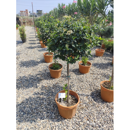 Toprak Botanik Peyzaj Ürünleri