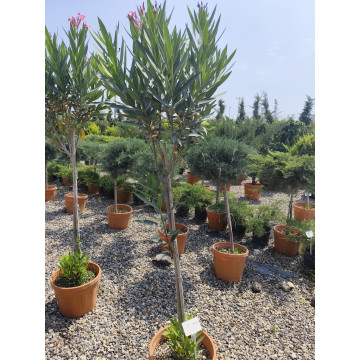 Toprak Botanik Peyzaj Ürünleri