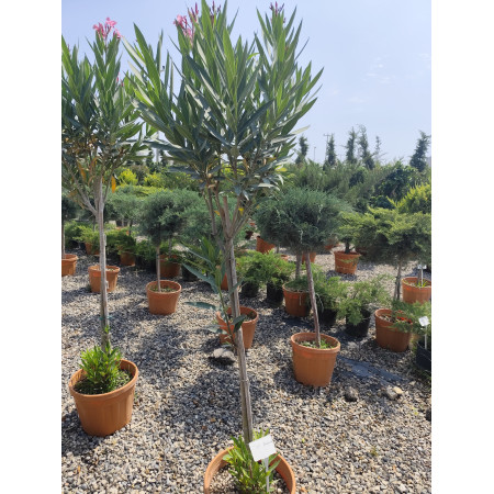 Toprak Botanik Peyzaj Ürünleri