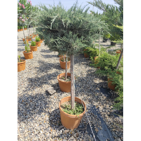 Toprak Botanik Peyzaj Ürünleri