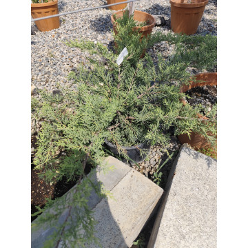 Toprak Botanik Peyzaj Ürünleri