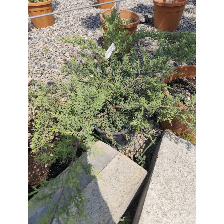 Toprak Botanik Peyzaj Ürünleri