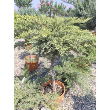 Toprak Botanik Peyzaj Ürünleri