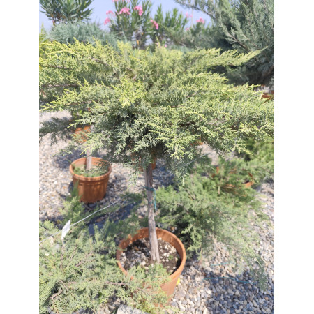 Toprak Botanik Peyzaj Ürünleri