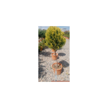 Toprak Botanik Peyzaj Ürünleri