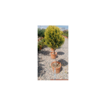 Toprak Botanik Peyzaj Ürünleri