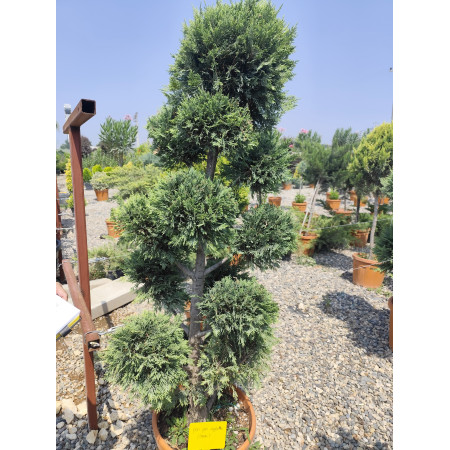 Toprak Botanik Peyzaj Ürünleri