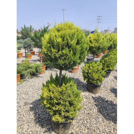 Toprak Botanik Peyzaj Ürünleri