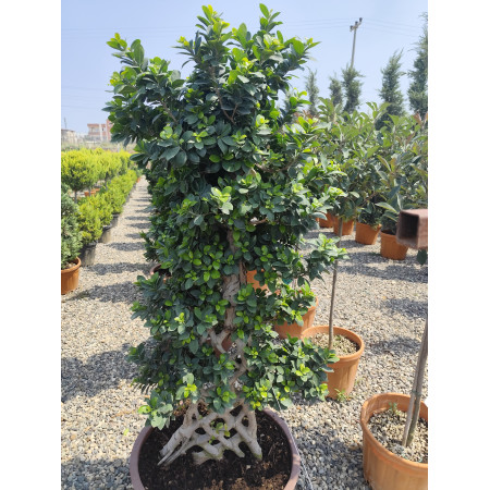 Toprak Botanik Peyzaj Ürünleri