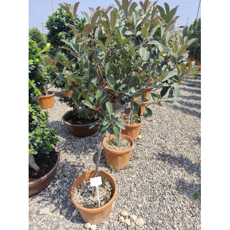 Toprak Botanik Peyzaj Ürünleri