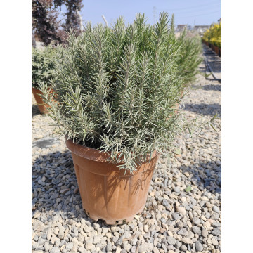 Toprak Botanik Peyzaj Ürünleri