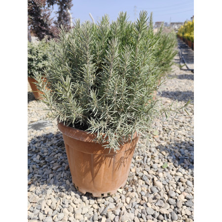 Toprak Botanik Peyzaj Ürünleri