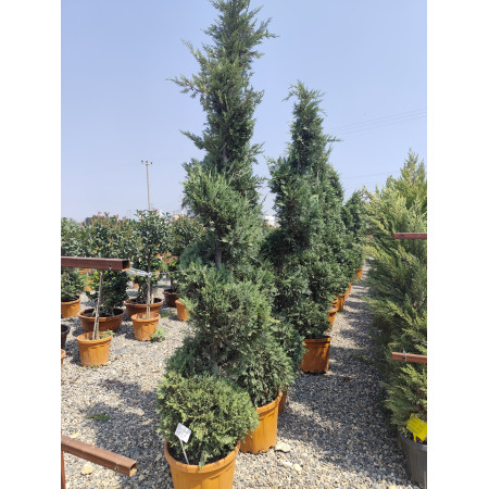 Toprak Botanik Peyzaj Ürünleri