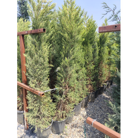 Toprak Botanik Peyzaj Ürünleri