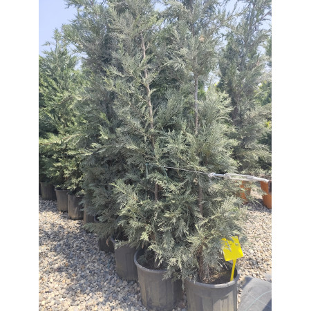 Toprak Botanik Peyzaj Ürünleri