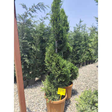 Toprak Botanik Peyzaj Ürünleri