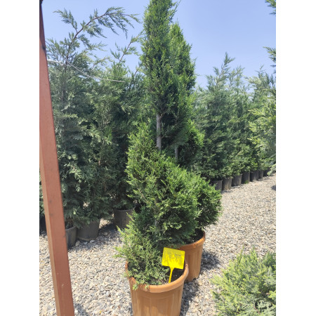 Toprak Botanik Peyzaj Ürünleri