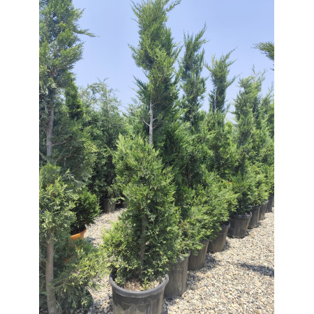 Toprak Botanik Peyzaj Ürünleri