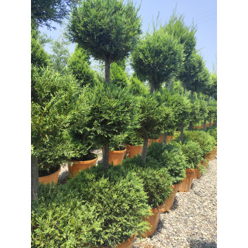 Toprak Botanik Peyzaj Ürünleri