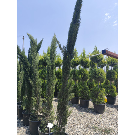 Toprak Botanik Peyzaj Ürünleri