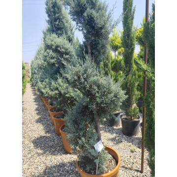 Toprak Botanik Peyzaj Ürünleri