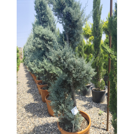 Toprak Botanik Peyzaj Ürünleri