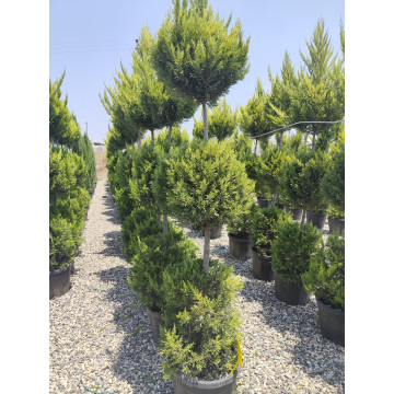 Toprak Botanik Peyzaj Ürünleri